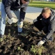 В Курске на Триумфальной арке высадили голландские тюльпаны