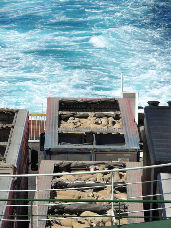 Особые пассажиры парома через пролив Кука Особые пассажиры парома через пролив Кука