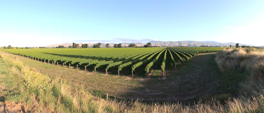 Виноградники на севере Южного острова Виноградники на севере Южного острова