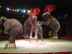 Трюки, которые выполняют слоны, не имеют аналогов в мировой цирковой практике Трюки, которые выполняют слоны, не имеют аналогов в мировой цирковой практике
