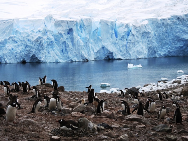 Колония папуанских пингвинов (Gentoo penguin) Колония папуанских пингвинов (Gentoo penguin)