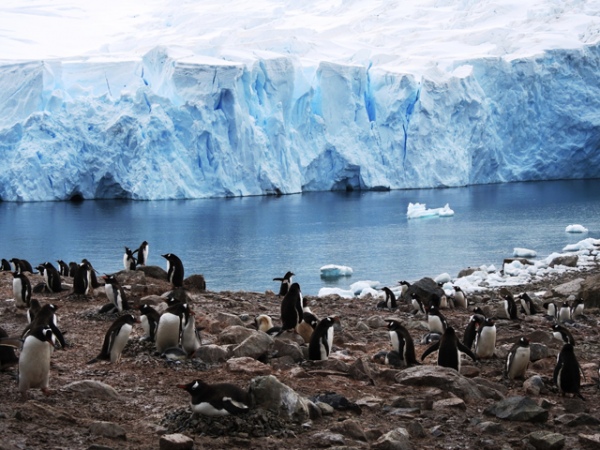    (Gentoo penguin)