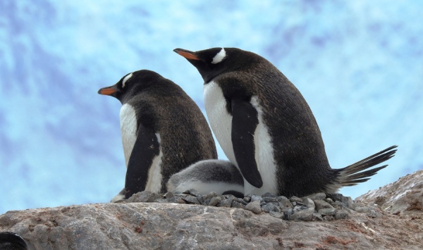 Папуанские пингвины (Gentoo penguin) на гнезде. Остров Полумесяца в группе Южных Шетландских островов Папуанские пингвины (Gentoo penguin) на гнезде. Остров Полумесяца в группе Южных Шетландских островов