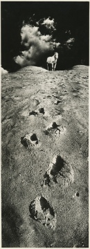 Работа «Белый конь» была удостоена медали 49-го международного фотосалона в Англии Работа «Белый конь» была удостоена медали 49-го международного фотосалона в Англии