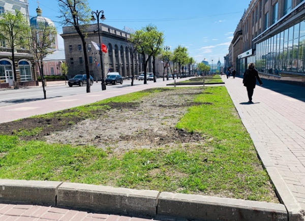 Все туи с улицы Ленина убрали Все туи с улицы Ленина убрали
