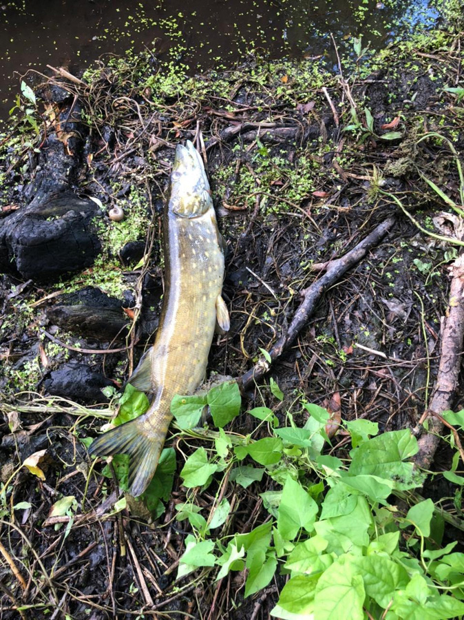 Лабораторный анализ выявил в пробах превышение по содержанию марганца и фосфатов Лабораторный анализ выявил в пробах превышение по содержанию марганца и фосфатов