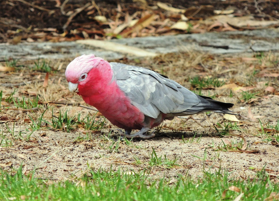 Каждую весну «пьяные» попугаи в Дарвине падают с деревьев Каждую весну «пьяные» попугаи в Дарвине падают с деревьев
