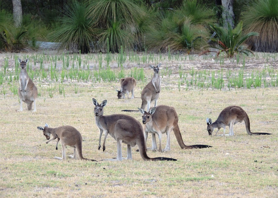 Кенгуру привлекает сочная газонная трава Кенгуру привлекает сочная газонная трава