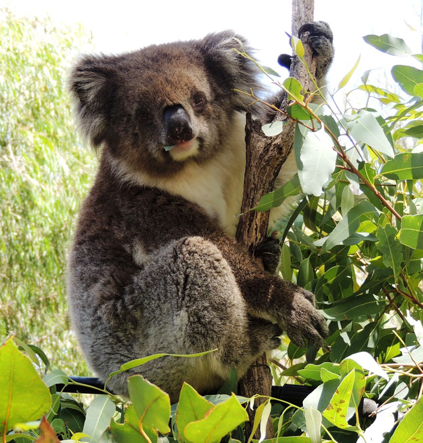 Еда коал – ядовитые листья эвкалиптов Еда коал – ядовитые листья эвкалиптов