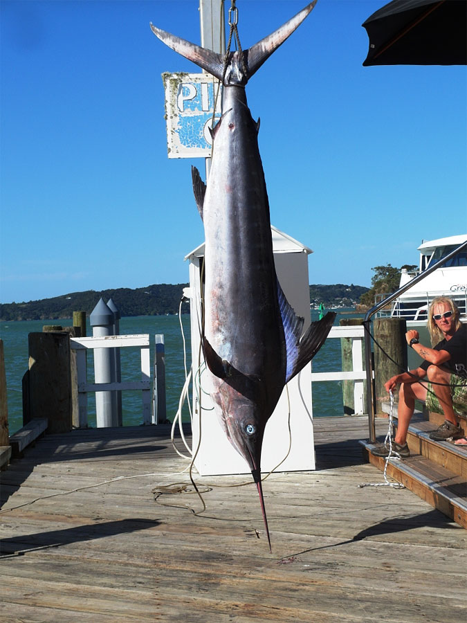 Марлин весом около 400 кг производил неизгладимое впечатление на всех Марлин весом около 400 кг производил неизгладимое впечатление на всех
