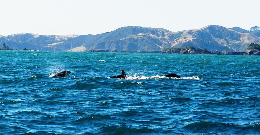 Бутылконосые дельфины Бутылконосые дельфины