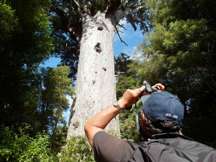 Вечнозелёное каури достигает высоты более 50 метров, имея обхват ствола до 16 м Вечнозелёное каури достигает высоты более 50 метров, имея обхват ствола до 16 м