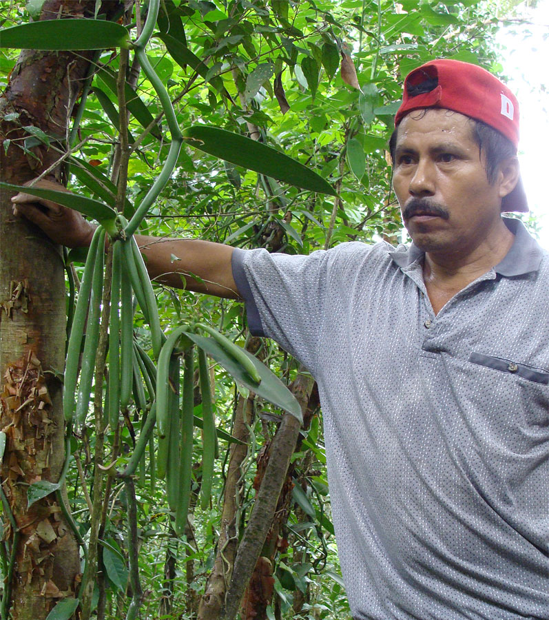 Инженер Лукас рассказывает об особенностях разведения ванили Инженер Лукас рассказывает об особенностях разведения ванили