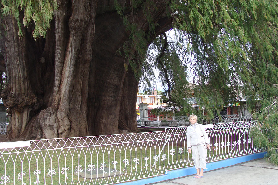 Дерево Туле старше самого Иисуса Христа Дерево Туле старше самого Иисуса Христа