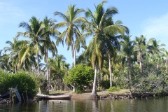 Лагуна, где мы повстречались с кайманом Лагуна, где мы повстречались с кайманом