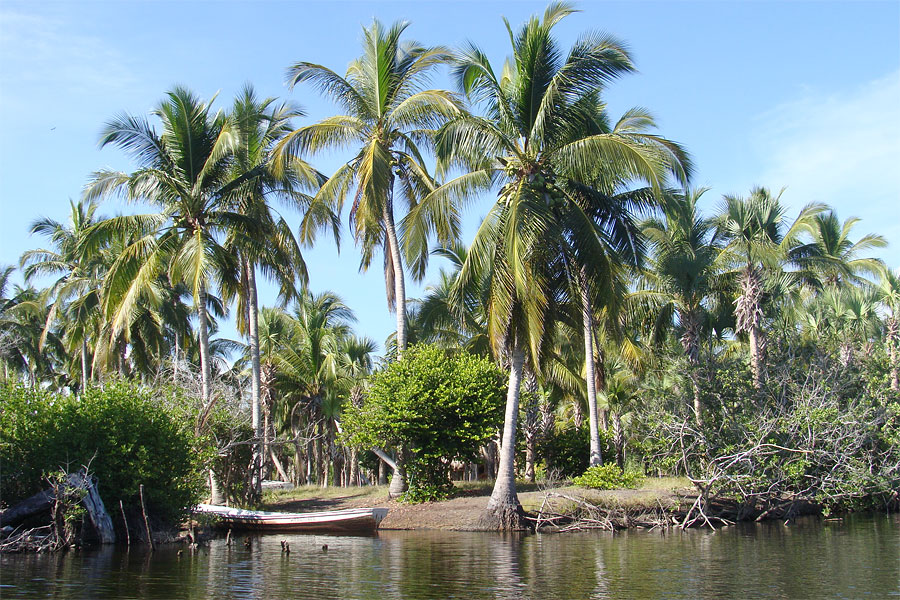 Лагуна, где мы повстречались с кайманом Лагуна, где мы повстречались с кайманом