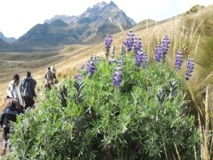 Высокогорные кустарники на склонах вулкана Пичинча Высокогорные кустарники на склонах вулкана Пичинча