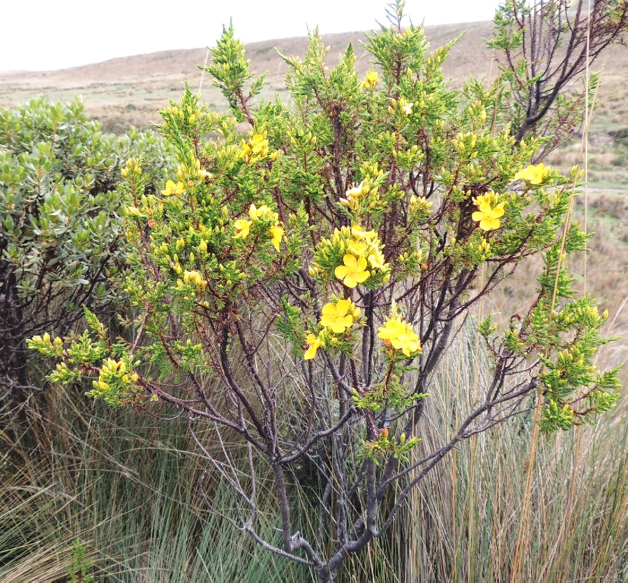 Высокогорные кустарники на склонах вулкана Пичинча Высокогорные кустарники на склонах вулкана Пичинча