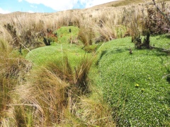 Парамос — тип высокогорной растительности на склонах Анд Парамос — тип высокогорной растительности на склонах Анд