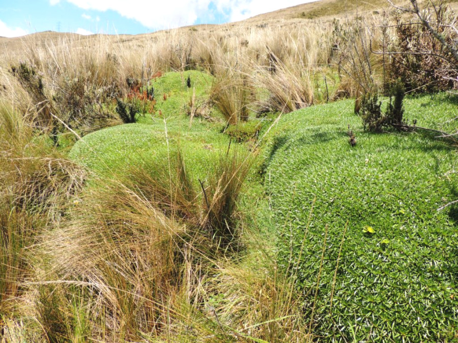 Парамос — тип высокогорной растительности на склонах Анд Парамос — тип высокогорной растительности на склонах Анд