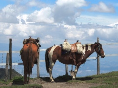 Эквадорские лошадки в ожидании туристов Эквадорские лошадки в ожидании туристов