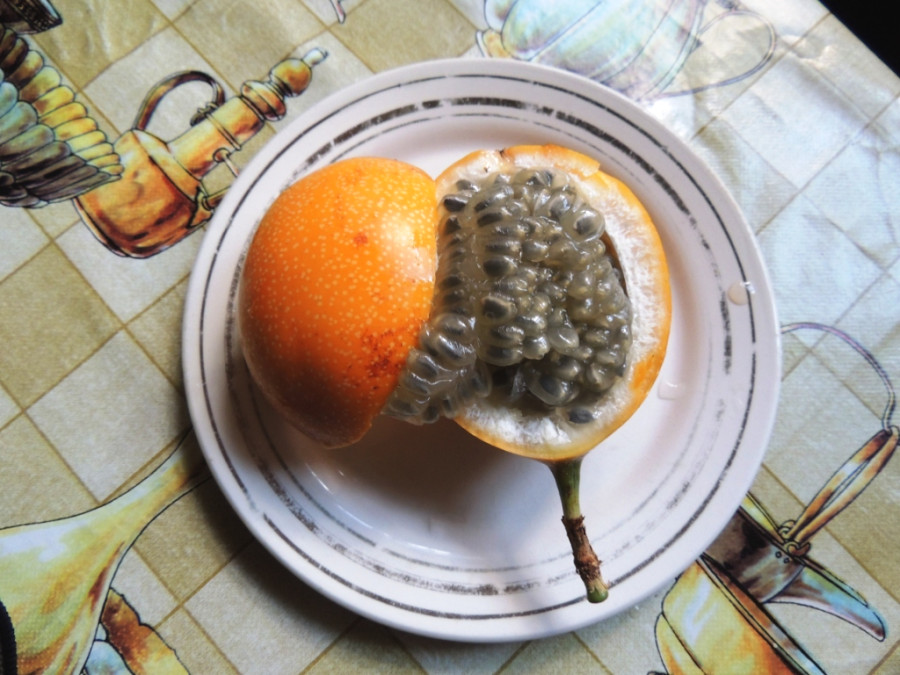 Сладкая гранадилла — быстрорастущая древовидная лиана, дающая съедобные плоды Сладкая гранадилла — быстрорастущая древовидная лиана, дающая съедобные плоды