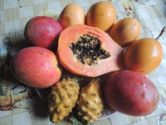 Ни одного известного плода Ни одного известного плода