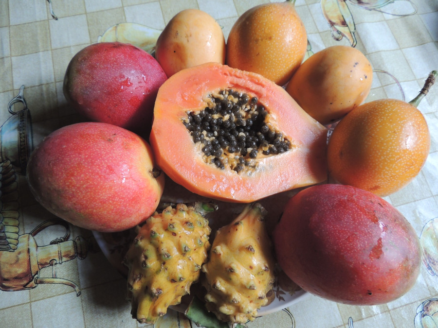 Ни одного известного плода Ни одного известного плода