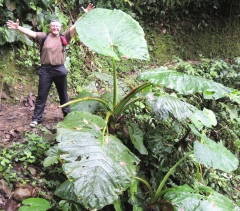Растения поражают путешественника размерами листьев Растения поражают путешественника размерами листьев