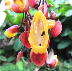 Орхидеи Орхидеи