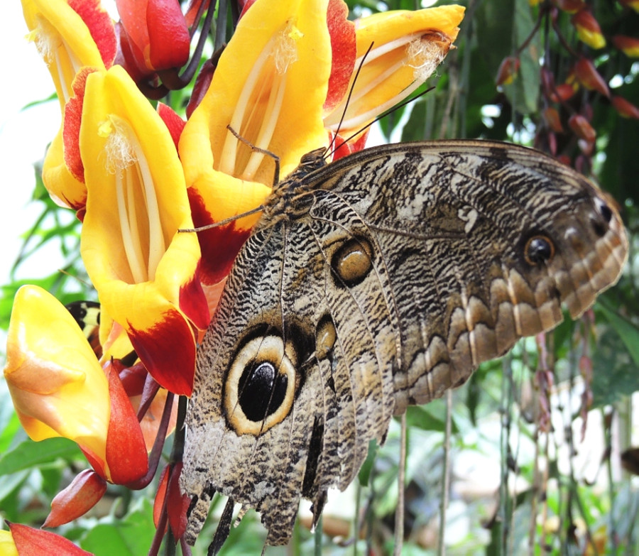 Бабочки и орхидеи Бабочки и орхидеи