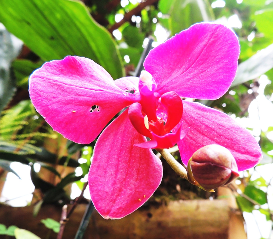 Ничего нет ярче тропических цветов — только колибри Ничего нет ярче тропических цветов — только колибри