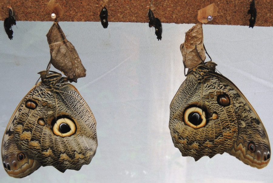 Молодые бабочки едва расправили крылья Молодые бабочки едва расправили крылья