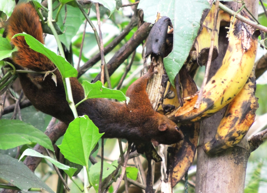 Тропические белки обожают спелые бананы Тропические белки обожают спелые бананы