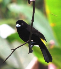 Эквадор имеет богатую орнитофауну Эквадор имеет богатую орнитофауну