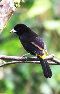 Птицы не перестают удивлять своим разнообразием Птицы не перестают удивлять своим разнообразием