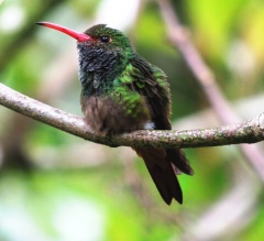 ... размерами ... размерами