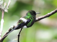 ... сверкающим оперением ... сверкающим оперением