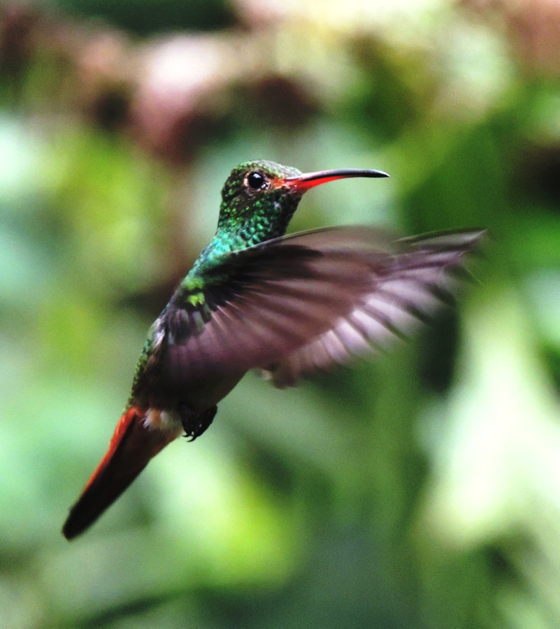 ... умением как вертолет зависать на месте ... умением как вертолет зависать на месте