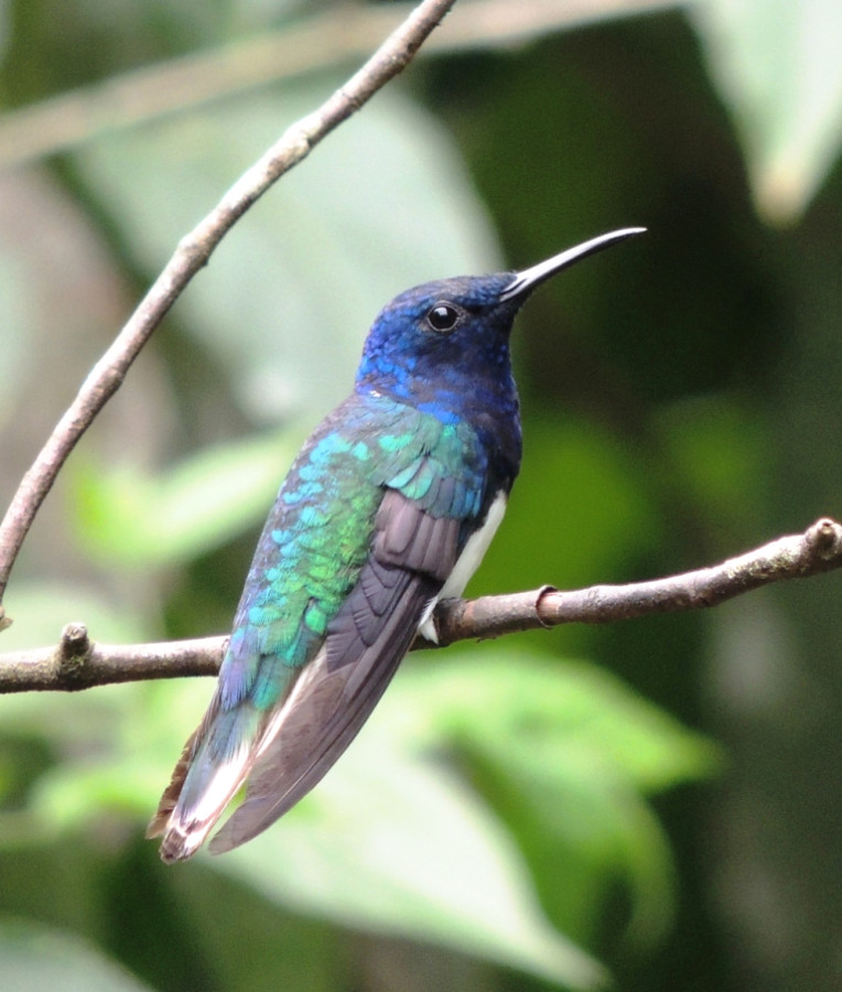 Эквадорские колибри поражают цветами оперения Эквадорские колибри поражают цветами оперения