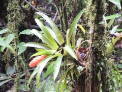 Бромелии из затерянного мира Бромелии из затерянного мира