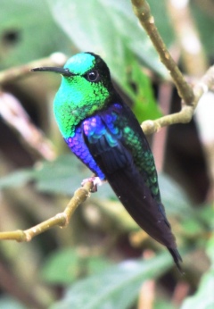 Некоторые колибри сверкают как бриллианты Некоторые колибри сверкают как бриллианты