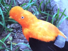 Редчайшая птица — горный петушок Редчайшая птица — горный петушок