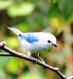 Лазорево-серая танагра Лазорево-серая танагра