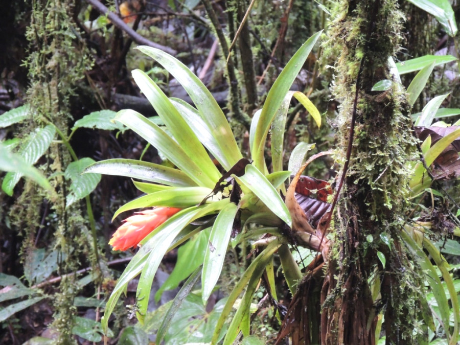 Бромелии из затерянного мира Бромелии из затерянного мира