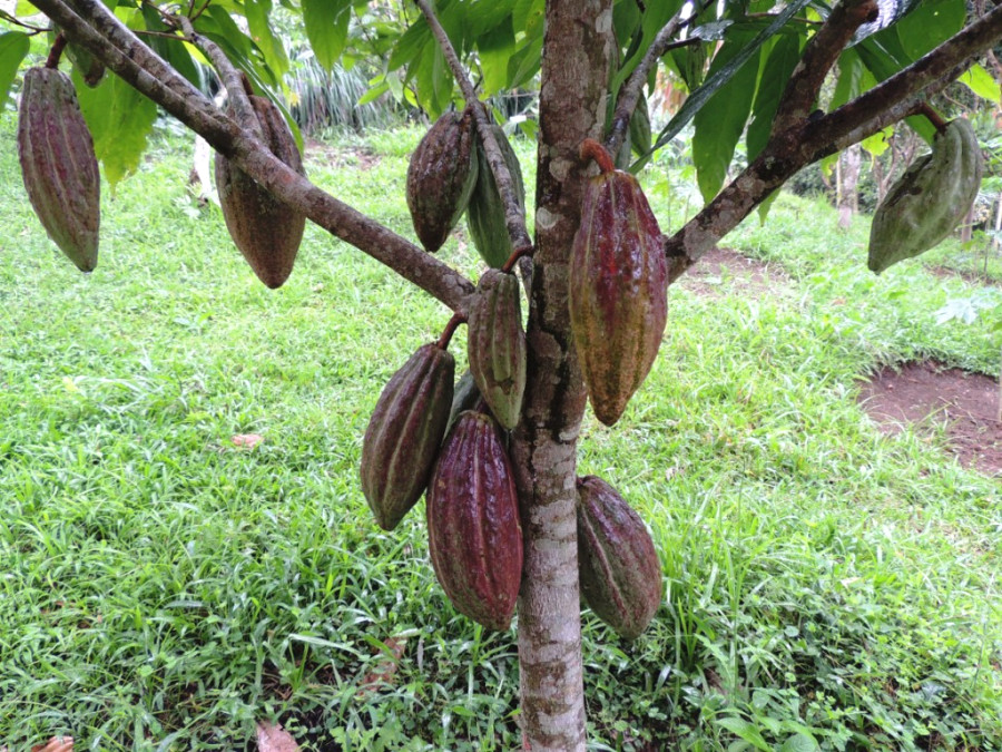 Плоды на дереве какао Плоды на дереве какао