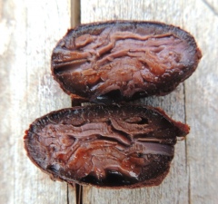 Какао-боб в разрезе Какао-боб в разрезе