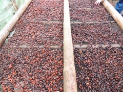 Сушка после ферментации какао-бобов Сушка после ферментации какао-бобов