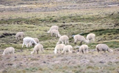 Альпаки на горном пастбище на высоте 4500 метров Альпаки на горном пастбище на высоте 4500 метров