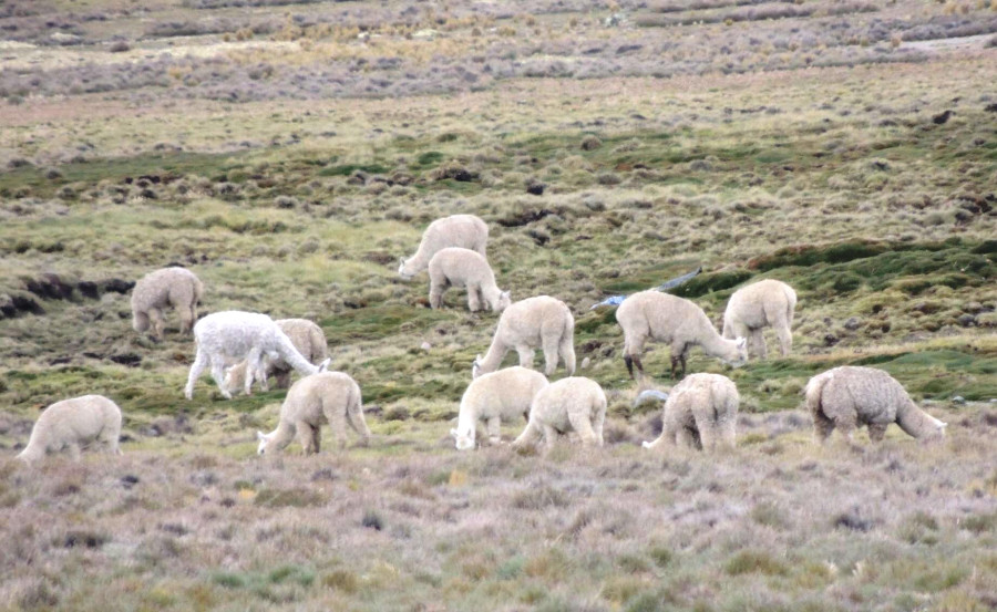 Альпаки на горном пастбище на высоте 4500 метров Альпаки на горном пастбище на высоте 4500 метров